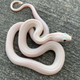 Illustration for article titled Bought a Snake